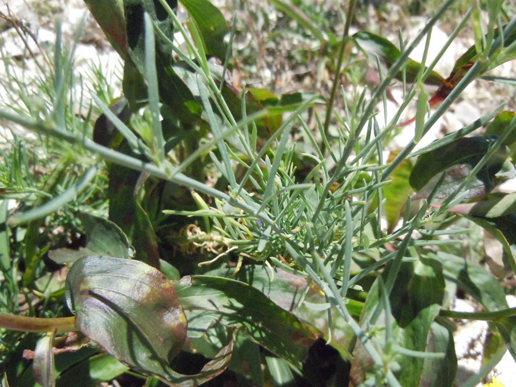 Colle Rotondo(AQ) : Linaria purpurea